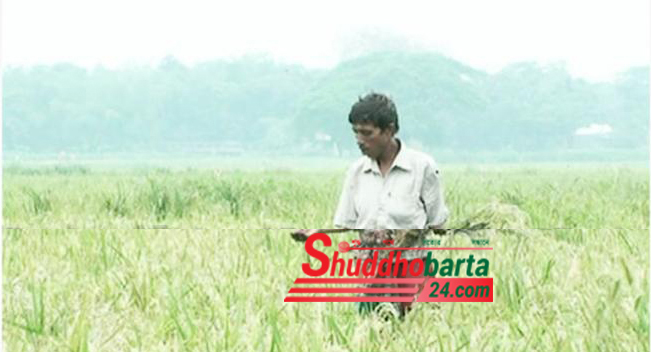 সুনামগঞ্জের হাওর এলাকায় বোরো ক্ষেতে ব্লাস্টের আক্রমণে দিশেহারা কৃষক
