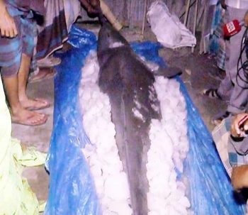 গাইবান্ধার ব্রহ্মপুত্র নদে জেলেদের জালে বিশালাকৃতির ডলফিন
