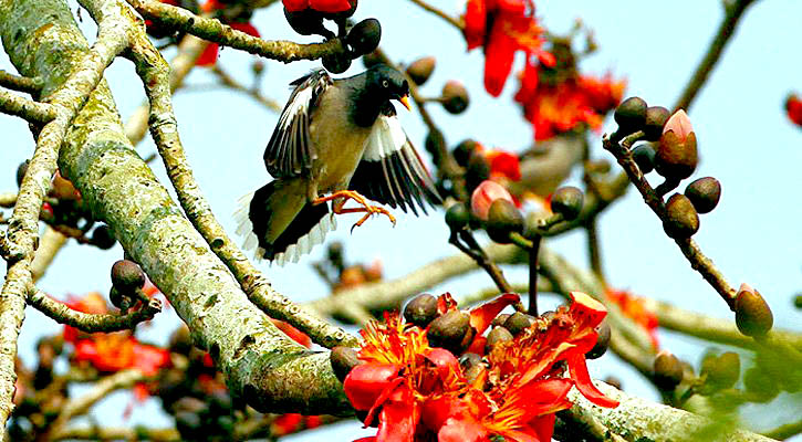 আজ পহেলা ফাগুন