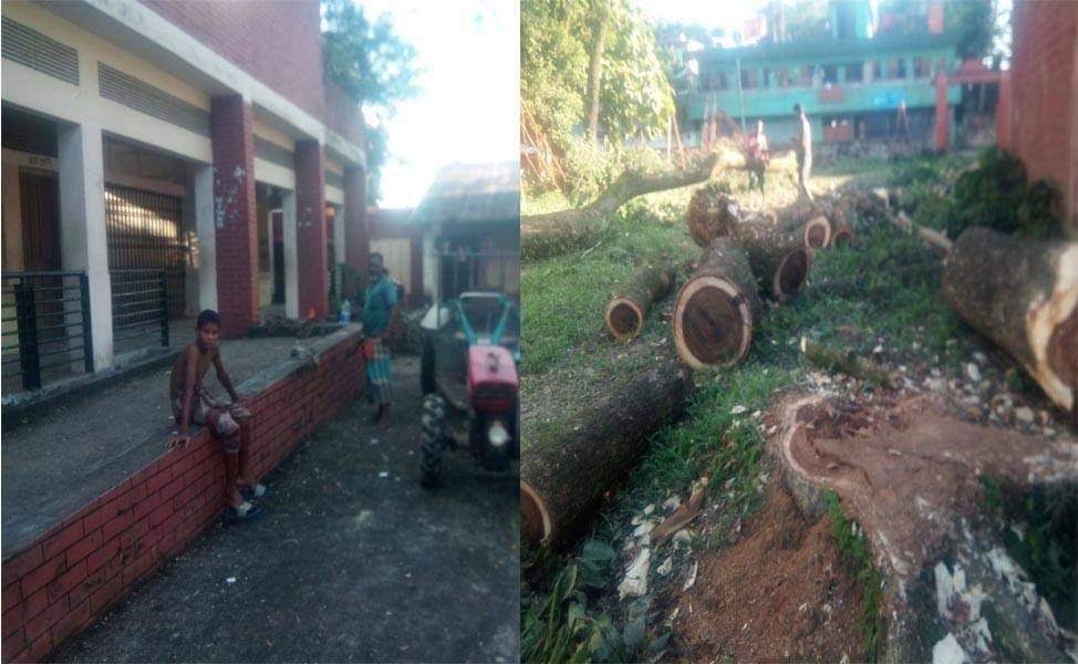 বিশ্বনাথে প্রশাসনের অনুমতি ছাড়াই সরকারি বিদ্যালয়ের গাছ বিক্রি